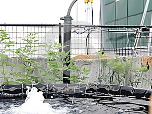 Smart fabrics control climate and water in a startup\'s vertical farm, optimizing growth photo
