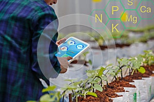 Smart farm, Farmer using tablet control the drip Irrigation system and minerals for plants in green house photo