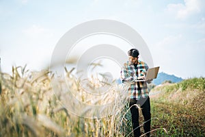 Smart farmer checking barley farm with laptop