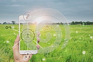 Smart farmer holding smartphone,rice fields production control,concept agricultural product control technology,to agriculture