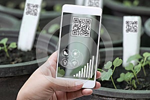 Smart farming agribusiness and technology. Farmer hand using smart phone scanning QR Code track application detail of produce