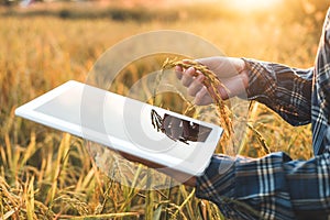 Smart farming Agricultural technology and organic agriculture Woman using the research tablet and studying the development