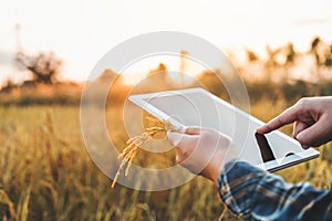 Smart farming Agricultural technology and organic agriculture Woman using the research tablet and studying the development