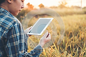 Smart farming Agricultural technology and organic agriculture Woman using the research tablet and studying the development of rice