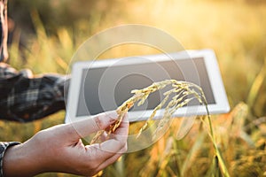 Smart farming Agricultural technology and organic agriculture Woman using the research tablet and studying the development of rice