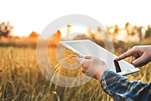 Smart farming Agricultural technology and organic agriculture Woman using the research tablet and studying the development of rice