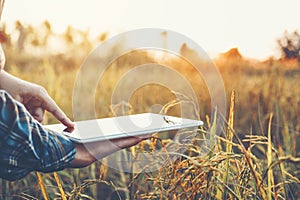 Smart farming Agricultural technology and organic agriculture Woman using the research tablet and studying the development of rice