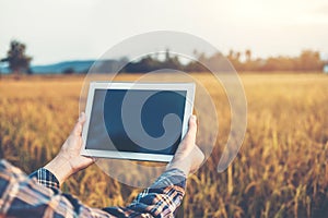 Smart farming Agricultural technology and organic agriculture Woman using the research tablet and studying the development of rice