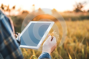 Smart farming Agricultural technology and organic agriculture Woman using the research tablet and studying the development of rice