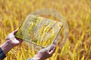 Smart farming Agricultural technology and organic agriculture Woman using research tablet and studying development of rice