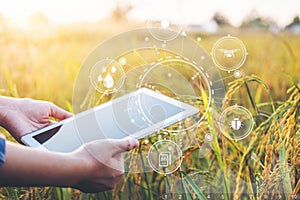 Smart farming Agricultural technology and organic agriculture Woman using the research tablet and studying the development of rice