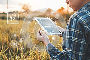 Smart farming Agricultural technology and organic agriculture Woman using the research tablet and studying the development of rice