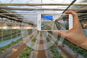 Smart Farming Agriculture Concept Using Internet of Things, IOT, and Augmented Reality, AR, and Smart Device
