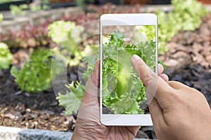Smart farming business and technology concept. agronomist grower hands using holding smart phone taking photo of lettuce