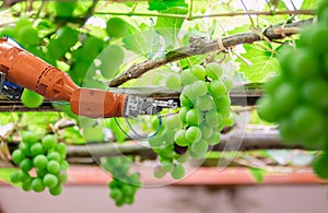 Smart farming and digital agriculture Robotic arm working in Fruit picking Grape fruit