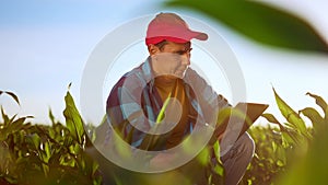 smart farming. farmer with digital tablet examines corn in the field. agriculture business farming concept. close-up of