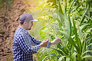 Smart farming, Farmer using digital tablet computer in corn field, cultivated corn plantation before harvesting.