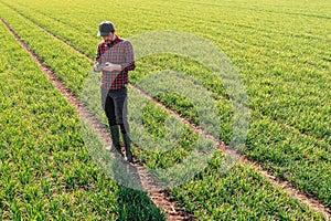 Smart farming -farmer using remote controller to fly the agricultural drone and observe the cultivated wheat field