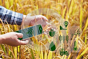Smart Farming with Internet of Things, IoT concept. Agriculture and modern technology are used to manage crops. Analysis of