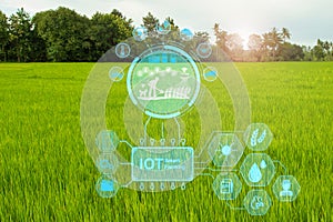 Smart farming with IoT, Growing rice farming with Infographics Smart agriculture and precision agriculture industry with modern