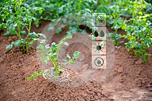 Smart farming with IoT internet of things, Growing potato seedling with infographics. Smart farming and precision agriculture 4.0