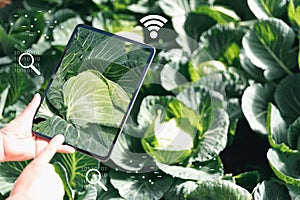 Smart farming, Modern technology application in agricultural growing activity concept. Agriculture technology farmer man using