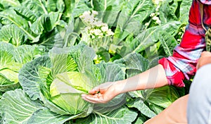 Smart farming, Modern technology application in agricultural growing activity concept. Agriculture technology farmer man using