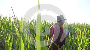 Smart farming slow motion video concept. man agronomist holds tablet touch pad computer in the corn field is studying
