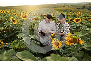 Smart farming. Two farmers using digital tablet for examine and check sunflowers in field. Agronomist team, analyse