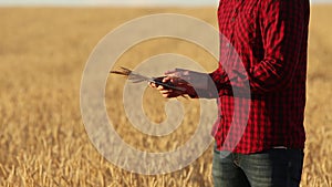 Smart farming using modern technologies in agriculture. Farmer hands touch digital tablet computer display with fingers