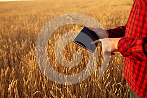 Smart farming using modern technologies in agriculture. Man agronomist farmer with digital tablet computer in wheat