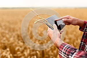 Smart farming using modern technologies in agriculture. Man agronomist farmer with digital tablet computer in wheat