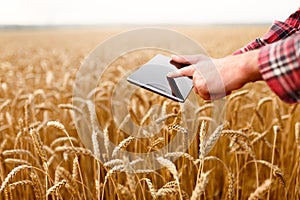 Smart farming using modern technologies in agriculture. Man agronomist farmer touches and swipes the app on digital