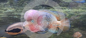 Smart fish intelignece photo
