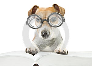 Smart fun dog is Studying