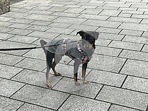 A smart German Pinscher dog.
