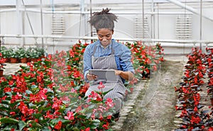 Smart greenhouse control. Woman worker inspects red flowers and enters data in tablet