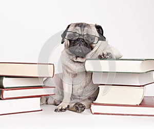 Smart intelligent pug puppy dog with reading glasses, sitting down between piles of books