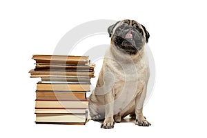 Smart intelligent pug puppy dog sitting down between piles of books, on white background