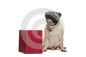 Smart intelligent pug puppy dog sitting down between piles of books, on white background