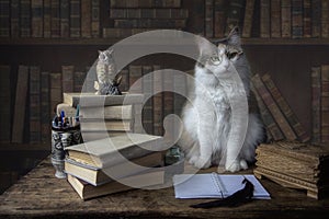 Smart kitty in a library