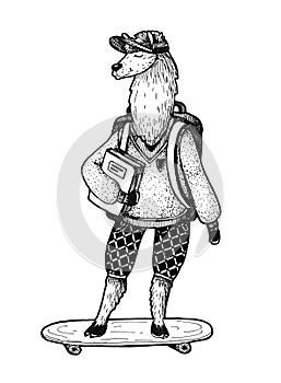 Smart lama with backpack and book on a skateboard