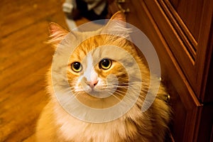 The smart look of the cat Murzik