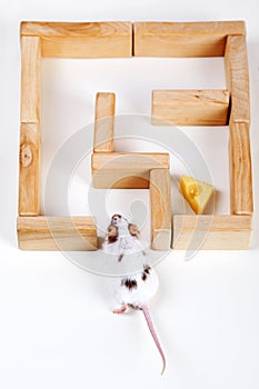Smart mouse in maze looking for cheese