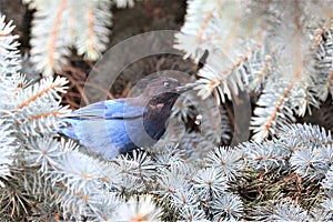 Smart, naughty and lovely Blue Jay is on a pine tree.