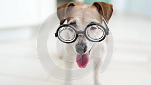 Smart nerd dog in glasses looking to the camera.