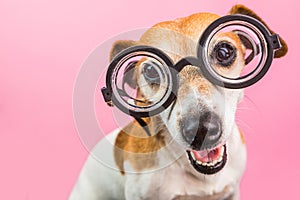 Smart nerd funny dog in round glasses. Back to school. Pink background