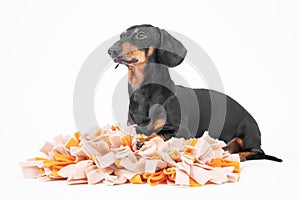 Smart obedient dachshund lies on soft washable snuffle rag rug for hiding dried treats for dogs nose work on white