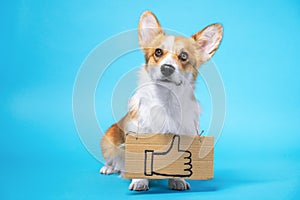 Smart obedient welsh corgi pembroke or cardigan dog stands with drawn thumb up as a LIKE on cardboard plate on his neck