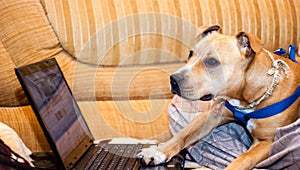 Smart pet dog using laptop computer